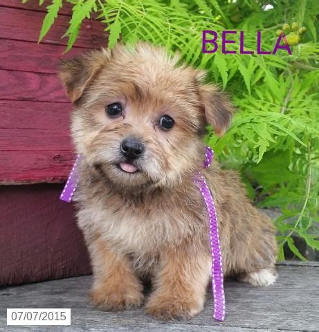 How much are morkie puppies for sale? Morkie Puppy for Sale in Ohio #BuckeyePupppies | Morkie ...