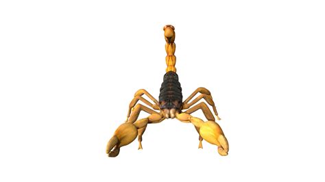 3d Model Scorpion Vr Ar Low Poly Rigged Cgtrader
