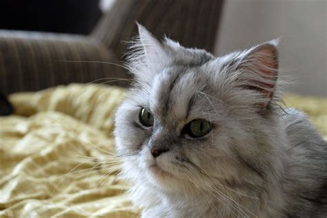 That's a significant difference, five. Free picture: animal, cute, Persian cat, kitten, indoor ...