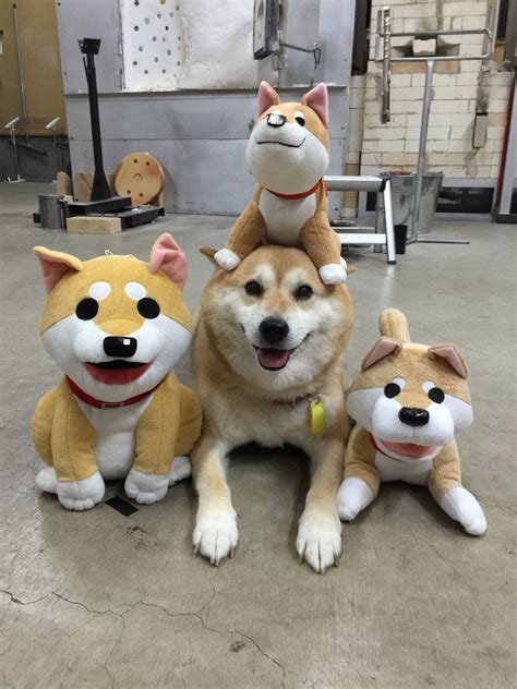 Find images of shiba inu. ムーコ on | Shiba inu, Cute animals, Cute dogs