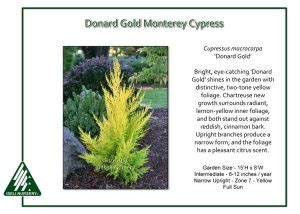 Learn the definition of 'monterey cypress donard gold'. Cupressus macrocarpa 'Donard Gold' - Iseli Nursery