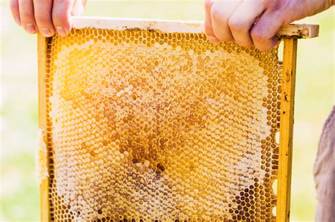 Harvesting Honey From Your Hive Blain S Farm And Fleet Blog