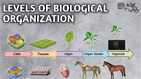 45 Hierarchy Of Biological Organization  Diven