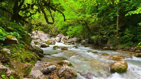 Mountain River In Beautiful Forest Stock Image Colourbox