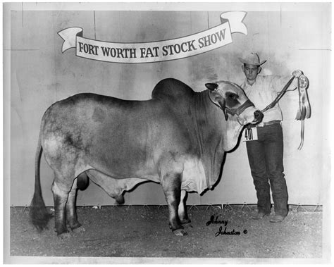 Grand Champion Brahman Bull Open Show The Portal To Texas History