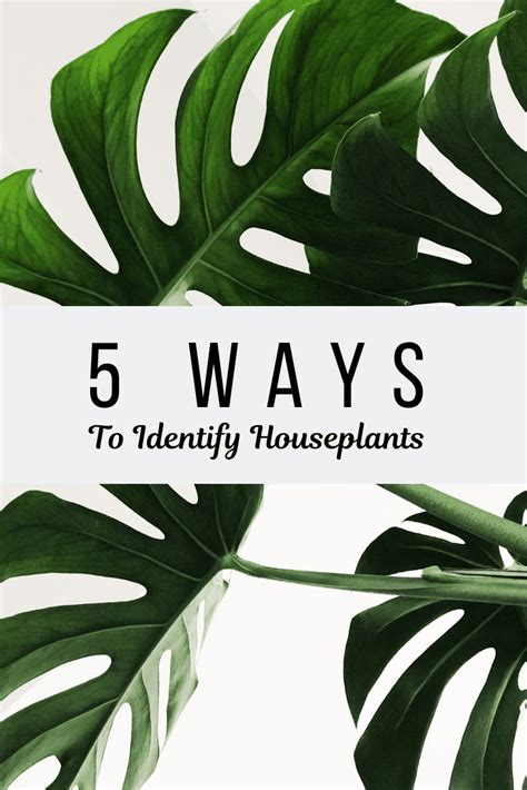 5 Ways To Identify Houseplants
