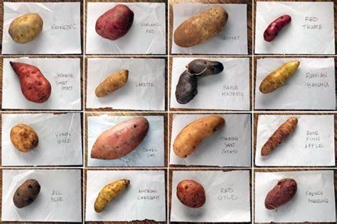 Sixteen Kinds Of Potatoes Kitchen Helps Peruvian Potatoes Potato