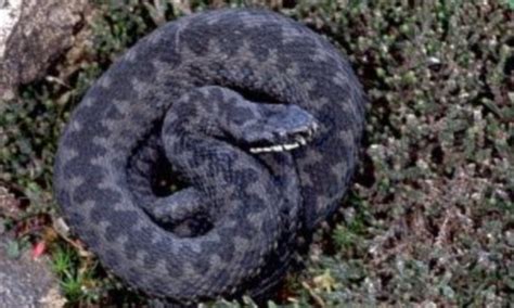 Britain's only poisonous snake, the Adder, in danger of dying out
