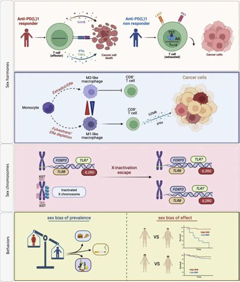 Sex And Cancer Immunotherapy Current Understanding And Challenges Cancer Cell