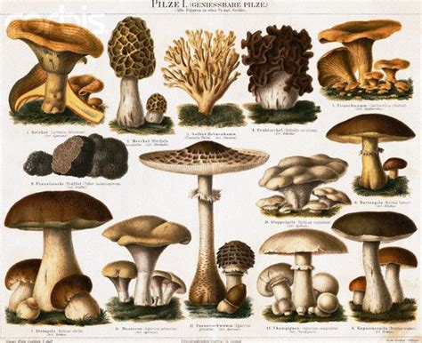 17 Best Images About Wild F00ds Foraging On Pinterest Edible Wild Mushrooms Edible Plants