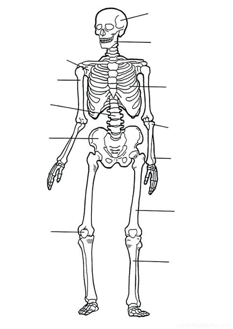 Anatomy Coloring Pages Muscles At Free Printable