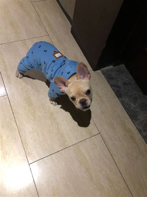 Dog Winter Onesie Pajamas Jumpsuits For Dogs Frenchies Clothing