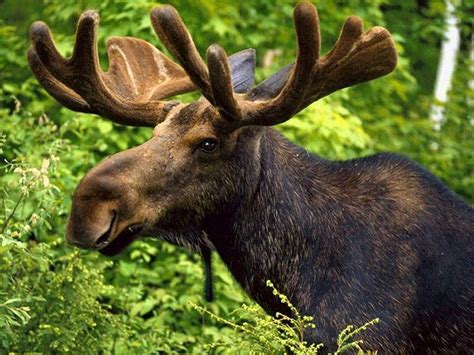 Moose Wallpapers Wallpaper Cave