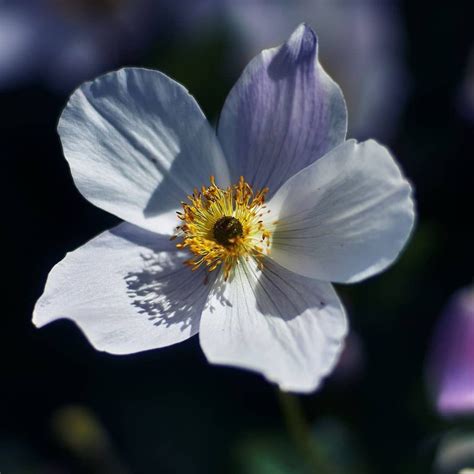 Anemone flower meaning and history. Learn more about this lovely plant