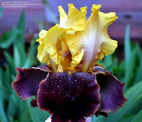 Plantfiles Pictures Tall Bearded Iris Gala Madrid Iris By Tntigger
