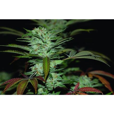 Sale Of Sour Diesel Seeds From Dna Reserva Privada