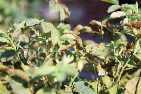 Plant Sunburn Damage How To Prevent Leaf Scorch
