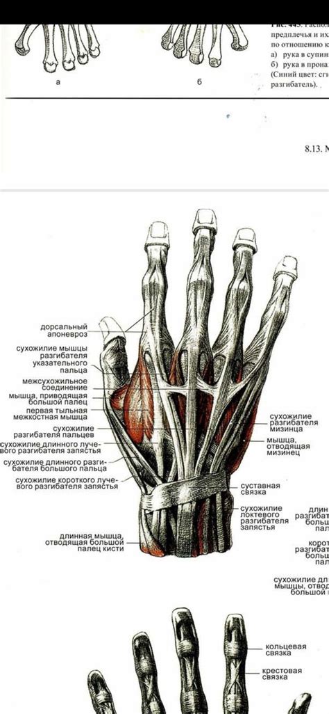 Arm Palm Manus Anatomy By Bammes Художественная анатомия Анатомия