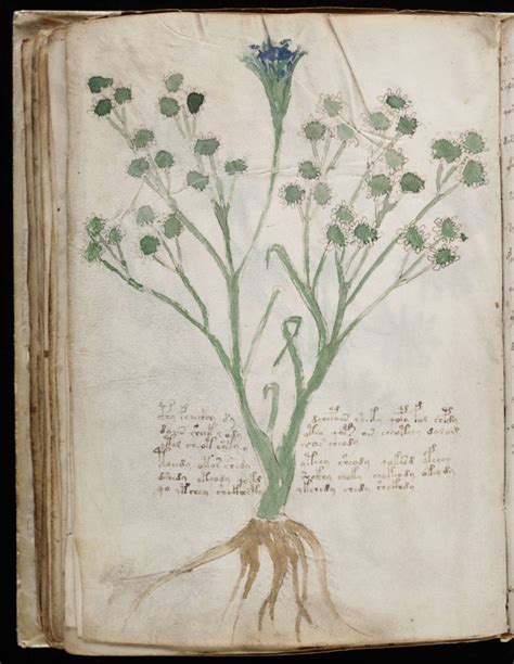 The Voynich Manuscript Finding Meaning In Meaninglessness The Yale