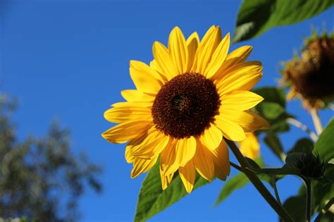 Bunga Matahari Mekar Foto Gratis Di Pixabay Pixabay