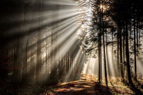 Forests Rays Of Light Trees Nature Wallpapers Hd Desktop And