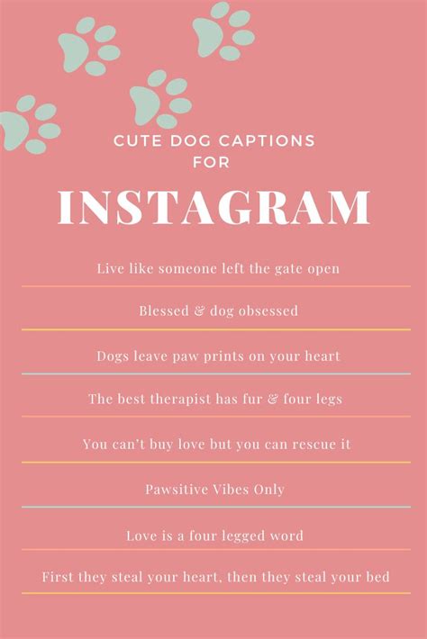 Dog Instagram Captions Cute Dog Captions For Instagram