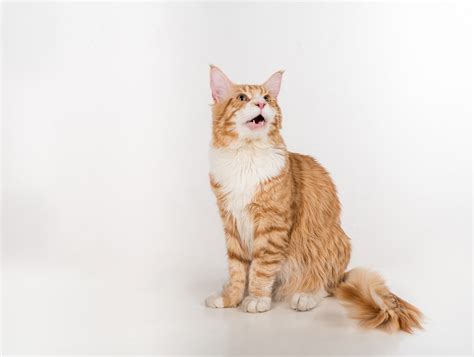 Cat Hiccups What You Need To Know Petsoid