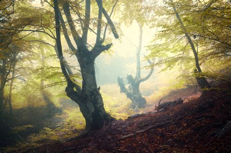 Mystical Autumn Forest In Fog In The Morning Stock Photo By Den Belitsky