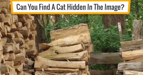 Can You Find All The Hidden Animals Optical Illusions Brain Teasers