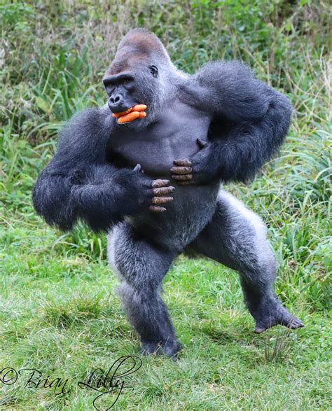 Brian Lilly On Twitter Western Lowland Gorilla Kiondo Chest Beating
