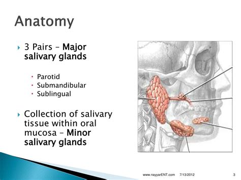PPT - Anatomy And Physiology Of Salivary Glands PowerPoint Presentation