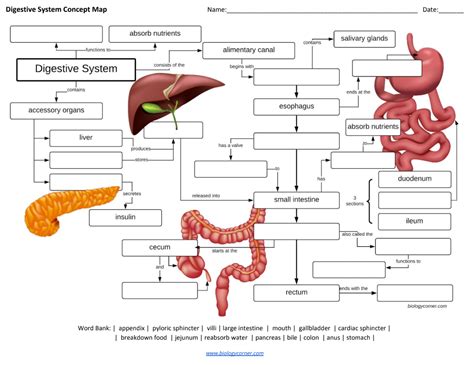 Digestive System Concept Map Biology Libretexts
