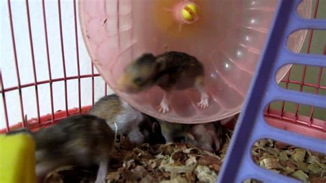 Baby Syrian Hamsters 2 Weeks Old Youtube