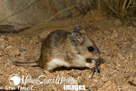 Northern Grasshopper Mouse Onychomys Leucogaster Flickr Photo Sharing
