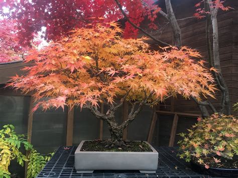 Acer Palmaum Arakawa Japanese Maple Tree Varieties Japanese Maple