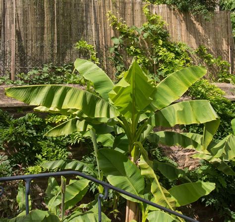 How To Grow Banana Plants Uk Care Tips Upgardener™
