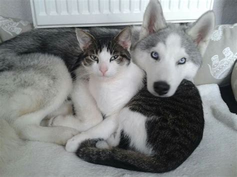 Reminds Me Of My Cat And Husky Both Were Friends Cute Animals