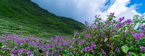 Valley Of Flowers National Park Uttarakhand Tourism