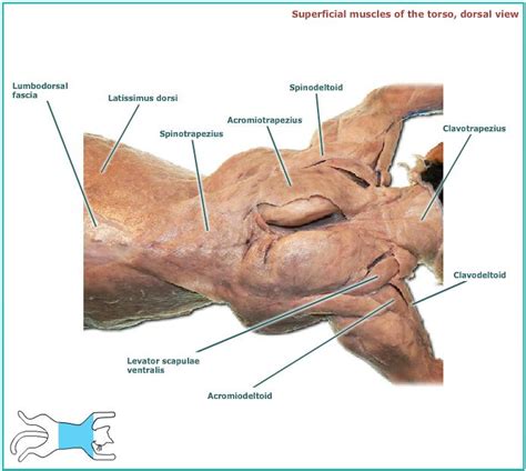 Can you name the label major muscles of torso? Cat muscles - Human Anatomy And Physiology with Alvarez at ...