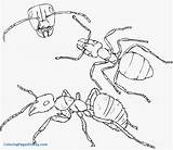 Ant Coloring Drawing Hill Ants Pages Colony Pencil Printable Septiembre Clipart Insects Getcolorings Kids Cliparts Drawings Cartoon Getdrawings Anthill Popular sketch template