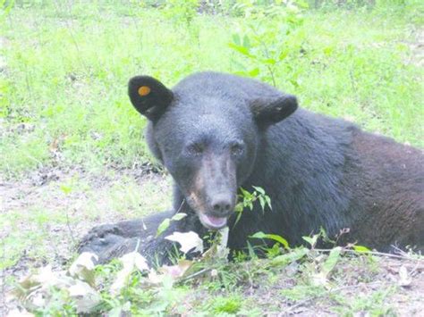 Father Son Found Guilty Of Killing Louisiana Black Bear Environment