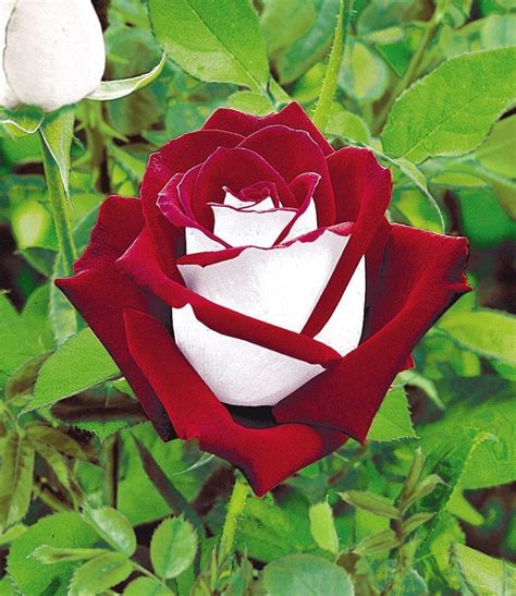 The Osiria Rose Has A Exquisite Colour Combination The Petals Are