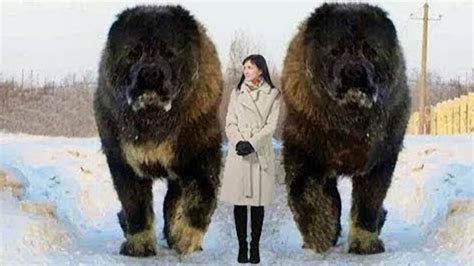 10 Abnormally Large Dogs Around The World