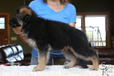 While the german shepherd is highly intelligent and trains fairly easily, they are no picnic for novice owners. Puppies - Sable Rock German Shepherd Dogs