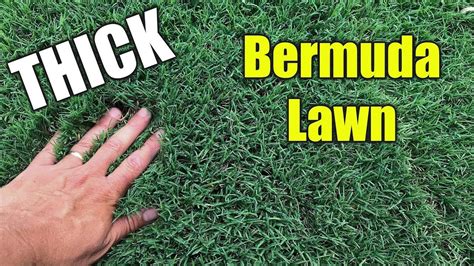 How To Plant Bermuda Grass Seed Video Home And Garden Reference