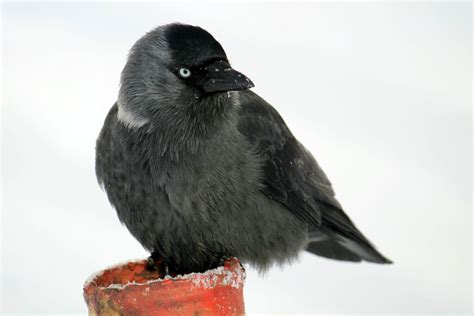 Die dohle ist mit 33 bis 39 cm der kleinste vogel aus der familie der krähen. Dohle: Futter, Brutzeit, Jungvogel & Co. - Plantura