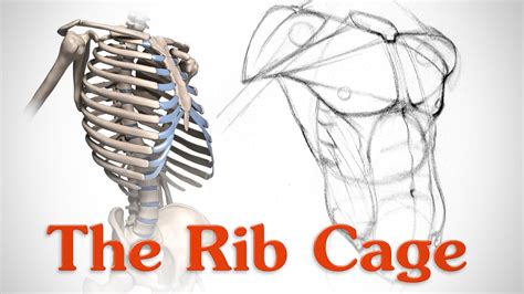 Anatomy Of The Rib Cage For Artists