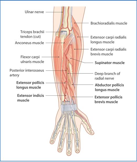 Anatomy Of Human Forearm Muscles Superficial Anterior Poster Print