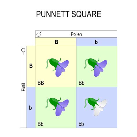 How do you use a punnett square? Inheritance - VividScience