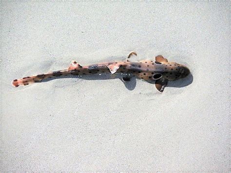 Epaulette Shark Features Life Facts And Movement On Land Owlcation